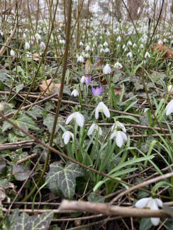 Schneeglöckchen und Krokusse