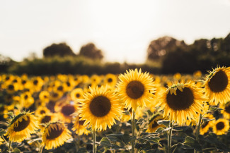 Ein Feld voller Sonnenblumen